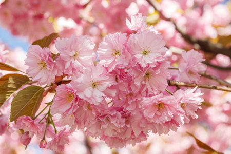 sakura blossom, sakura branches against the blue sky close-up