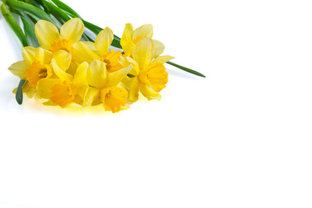 beautiful yellow flowers daffodils on a white background close-up