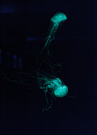 underwater shot of beautiful Chrysaora quinquecirha close up