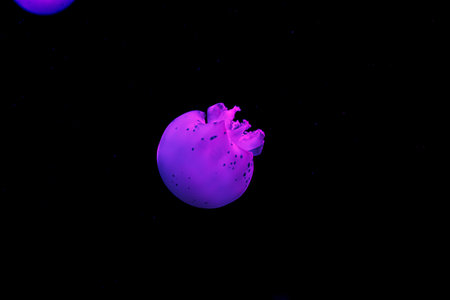 underwater shooting of beautiful cannonball jellyfish close upの写真素材