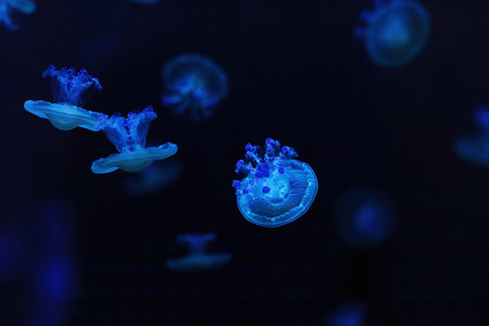 underwater shooting of beautiful Cotylorhiza tuberculata close up