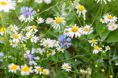 Beautiful summer field of daisies close-upの写真素材