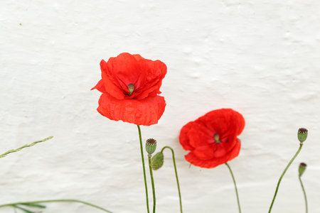 Beautiful flowers red poppies close upの写真素材