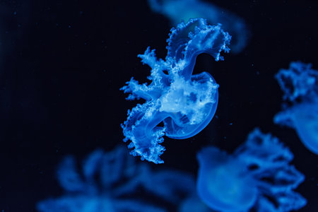 underwater shot of beautiful Marbled Jellyfish / Lychnorhiza Lucerna close up