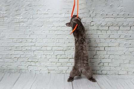 Beautiful gray cat on a brick wall background close upの写真素材