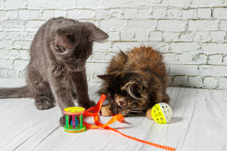 Beautiful couple of gray cat boy and girl on a brick wall background close upの写真素材