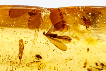 Macro stone mineral amber with insects, flies and beetles on a white background close up