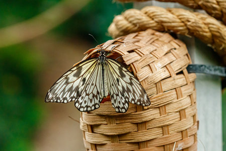 macro beautiful butterfly Idea leuconoe close upの写真素材