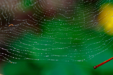 beautiful cobweb in the sun with dew drops close up