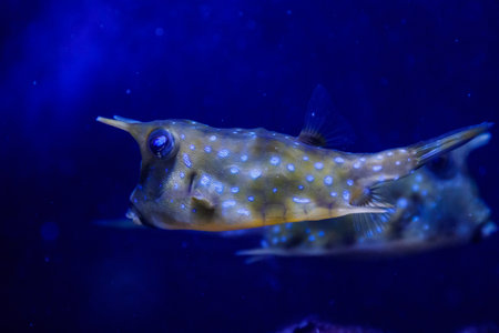 macro Lactoria cornuta Linnaeus fish close-up