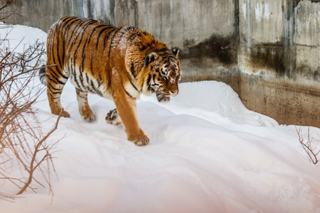 beautiful panthera tigris on a snowy road close upの写真素材