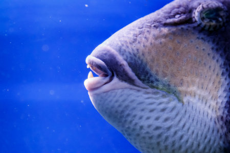 macro fish blue-necked balistod, balistoides viridescens close upの写真素材
