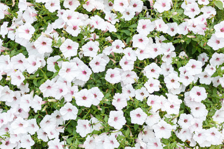 bush of beautiful petunias close-upの写真素材