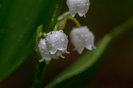 Beautiful spring blooming lilies of the valley with drops of flowers dew close upの写真素材