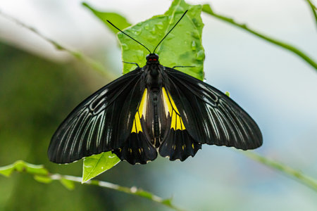 macro beautiful butterfly Troides radamanthus close upの写真素材