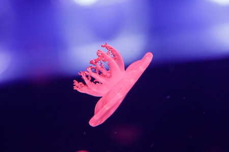 macro of a beautiful jellyfish cassiopea andromeda close upの写真素材