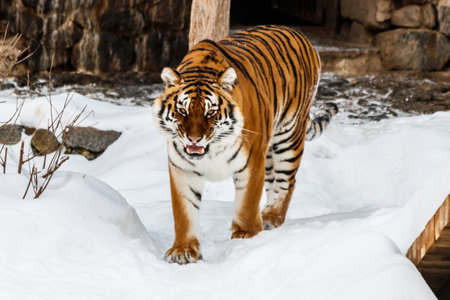 beautiful panthera tigris on a snowy road close upの写真素材