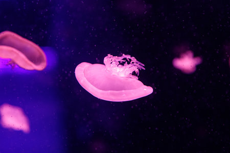 macro of a beautiful jellyfish cassiopea andromeda close up