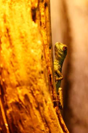 Lizard Basiliscus Plumifrons, green crested basilisk close upの写真素材