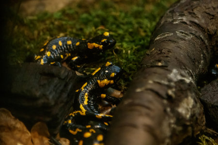 Beautiful lizard in the grass common fire salamander close up