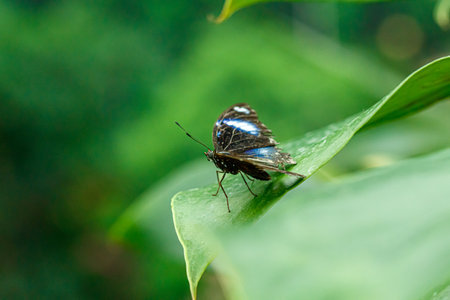 macro beautiful butterfly Morpho helenor close upの写真素材