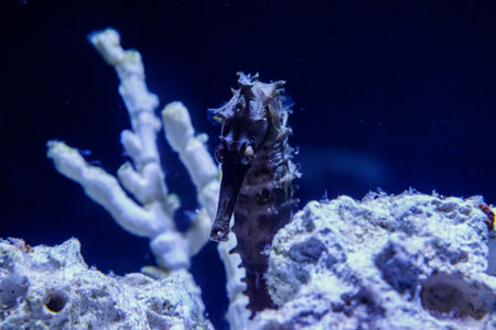 macro Hippocampus needle-needle family close upの写真素材