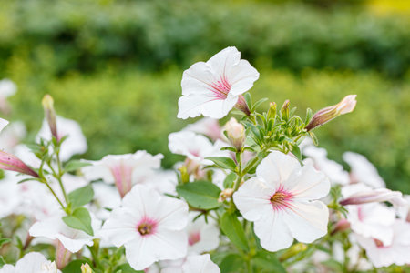 bush of beautiful petunias close-upの写真素材