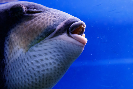 macro fish blue-necked balistod, balistoides viridescens close upの写真素材