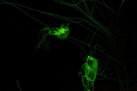 Macro shot of Chrysaora quinquecirrha underwater close upの写真素材