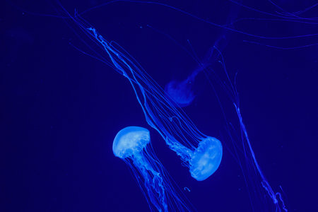 macro of a beautiful jellyfish chrysaora quinquecirrha close upの写真素材