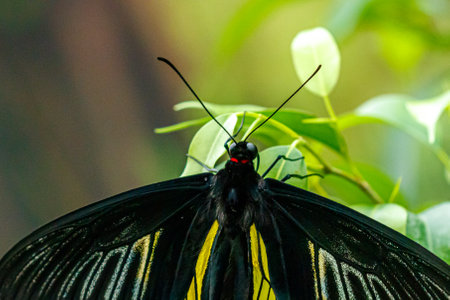 macro beautiful butterfly Troides radamanthus close upの写真素材