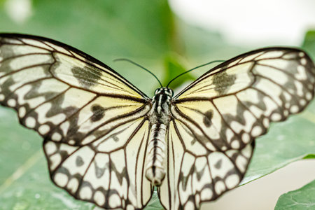 macro beautiful butterfly Idea leuconoe close upの写真素材