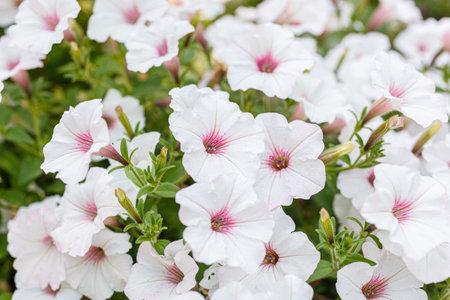bush of beautiful petunias close-up