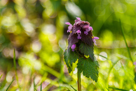 Beautiful spring wildflowers macro close up