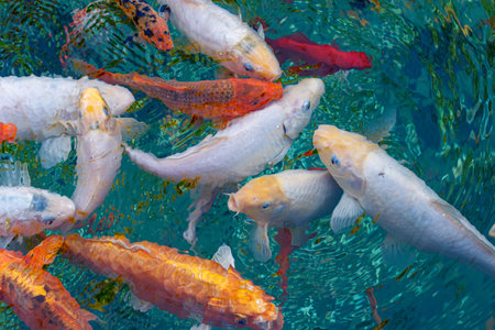 macro koi fish carps in water close-upの写真素材