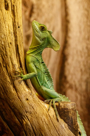 beautiful green lizard on a branch close upの写真素材