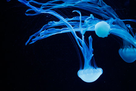 macro of a beautiful jellyfish chrysaora chinensis close upの写真素材