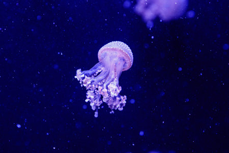 macro of a beautiful jellyfish phyllorhiza punctata close up