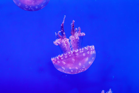 macro of a beautiful jellyfish mastigias papua close up