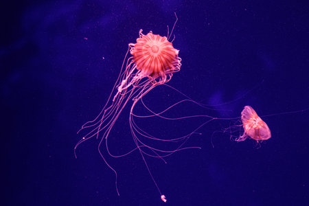 macro of a beautiful jellyfish chrysaora quinquecirrha close up