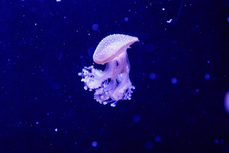 macro of a beautiful jellyfish phyllorhiza punctata close up