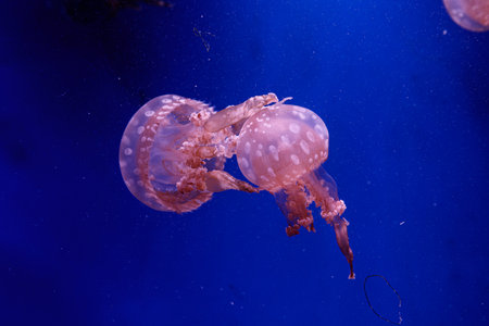 macro of a beautiful jellyfish mastigias papua close upの写真素材