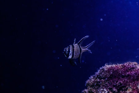 macro fish Pterapogon kauderni (Apogonidae) close upの写真素材