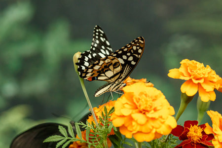 macro beautiful butterfly Papilio demoleus close upの写真素材