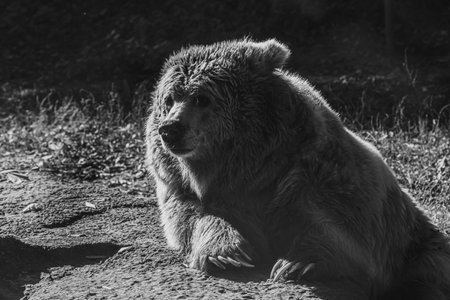 beautiful Tien Shan brown bear close upの写真素材