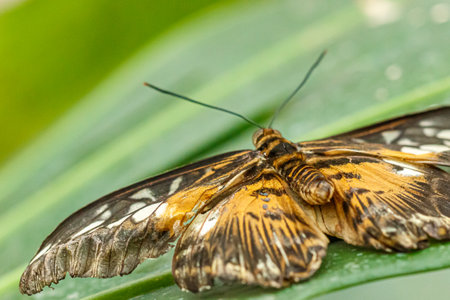 macro beautiful butterfly Parthenos sylvia close up