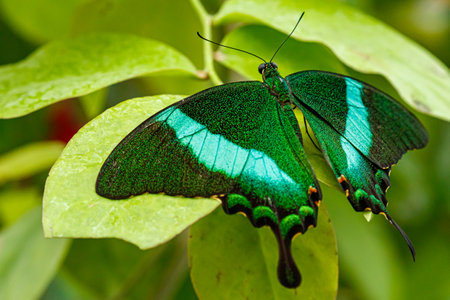 macro beautiful butterfly Papilio palinurus close upの写真素材