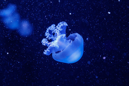 macro of a beautiful jellyfish rhizostoma pulmo close upの写真素材