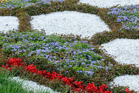 beautiful multi-colored flower beds of flowers close-upの写真素材