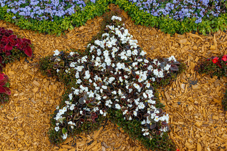 beautiful multi-colored flower beds of flowers close-upの写真素材